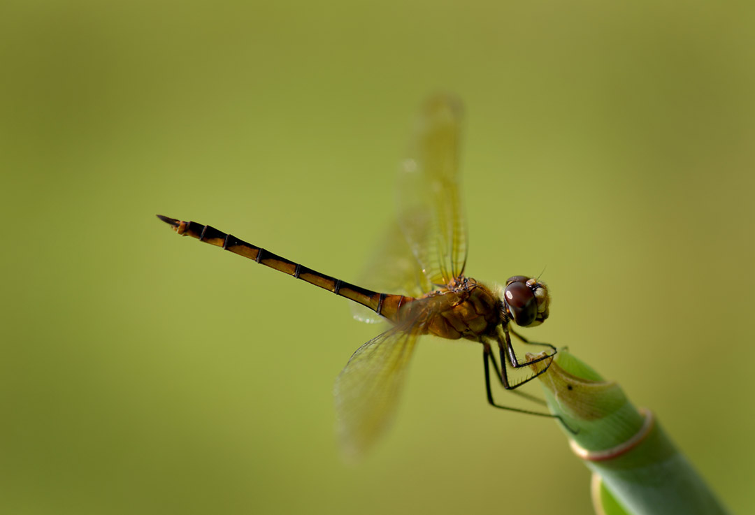 Libélulas y Caballitos del Diablo - Canal de Panamá