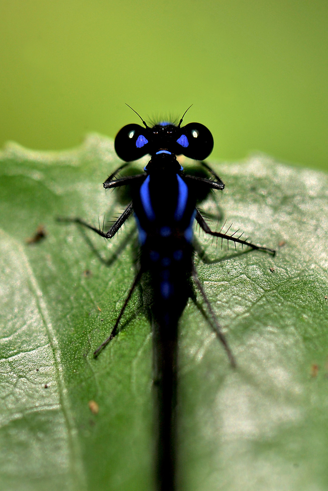 Libélulas y Caballitos del Diablo - Canal de Panamá