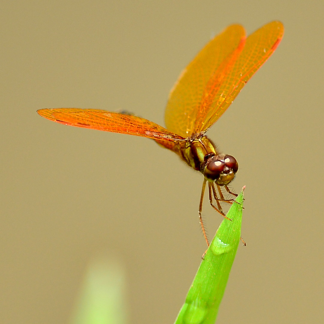 Libélulas y Caballitos del Diablo - Canal de Panamá
