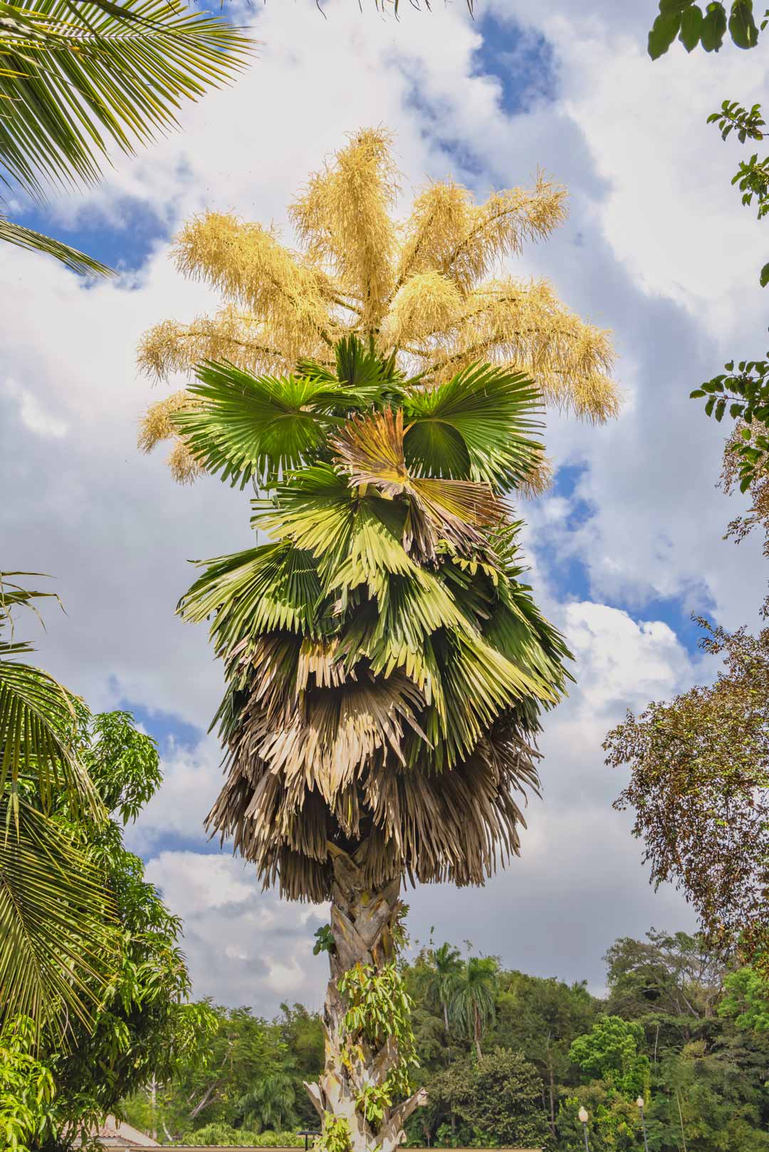 Talipot en flor - Revista El Faro - Canal de Panamá