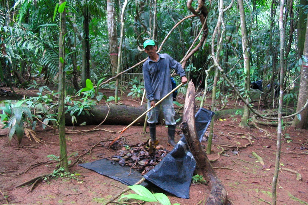 Francisco Valdez apoyó el estudio moviendo la hojarasca de un lado al otro del bosque durante más de una década. Crédito: Emma Sayer, Universidad de Ulm