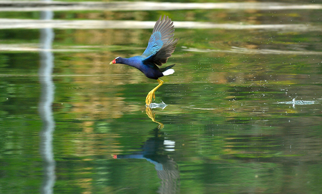 Hacia las áreas menos agitadas, otro grupito de aves acuáticas se encarga de buscar alimento cerca de las esclusas de Cocolí, sitio favorecido con una rica fauna silvestre. Su día transcurre entre la vegetación acuática flotante asociada, donde aterrizan, se alimentan, reproducen y anidan. Entre ellas, están la colorida gallareta morada (Porphyrio martinicus), de brillante plumaje azul morado con reflejos turquesa y verdosos, y largas patas amarillas. Construye un nido flotante donde pone de cinco a diez huevitos rosados con manchas púrpura. Camina con destreza sobre el follaje de lirios acuáticos y se alimenta de bichitos, peces, ranas, lombrices, caracoles y material vegetal. También, abunda en el lago Gatún. 