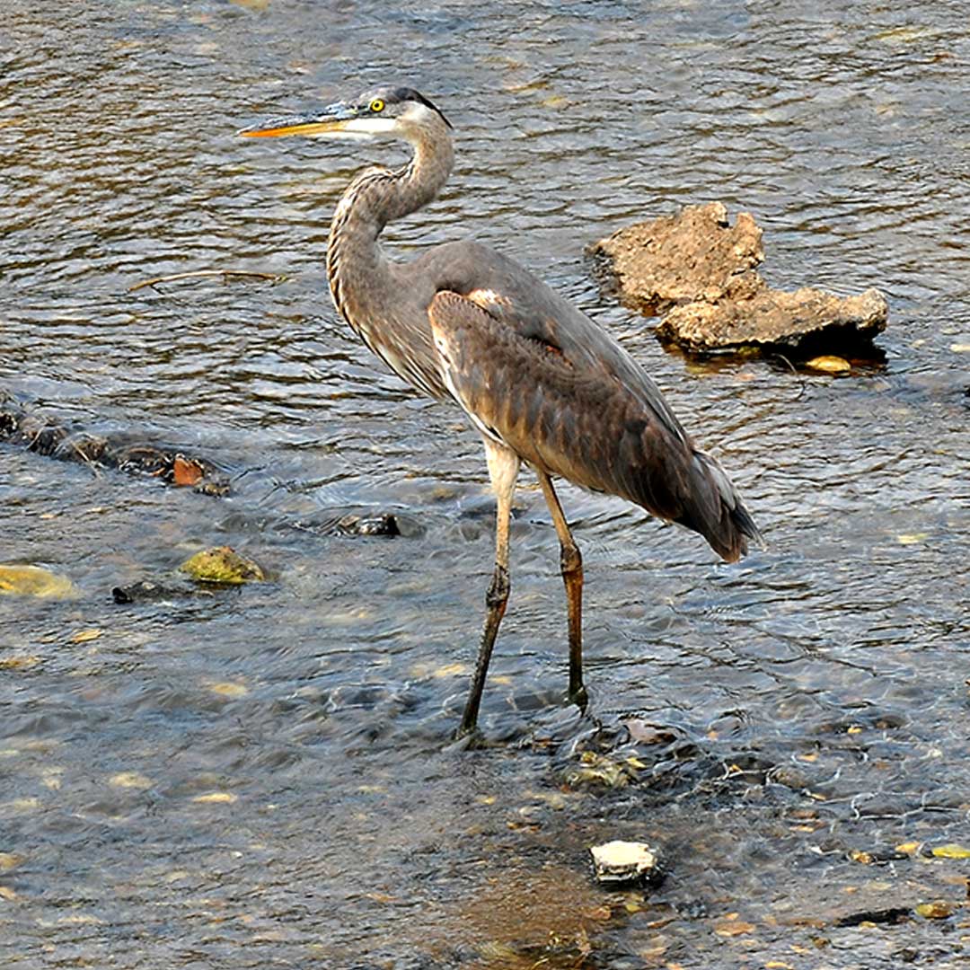 La imponente garza azul (Ardea herodias) es uno de los habitantes más peculiares de los humedales canaleros. Verla volar es un espectáculo. Tiene patas largas, es grande y robusta, su cuerpo puede llegar hasta 1.3 metros de altura. Se alimenta de peces y crustáceos principalmente, pero también, de ranas, lagartijas, culebras y algunos insectos. 