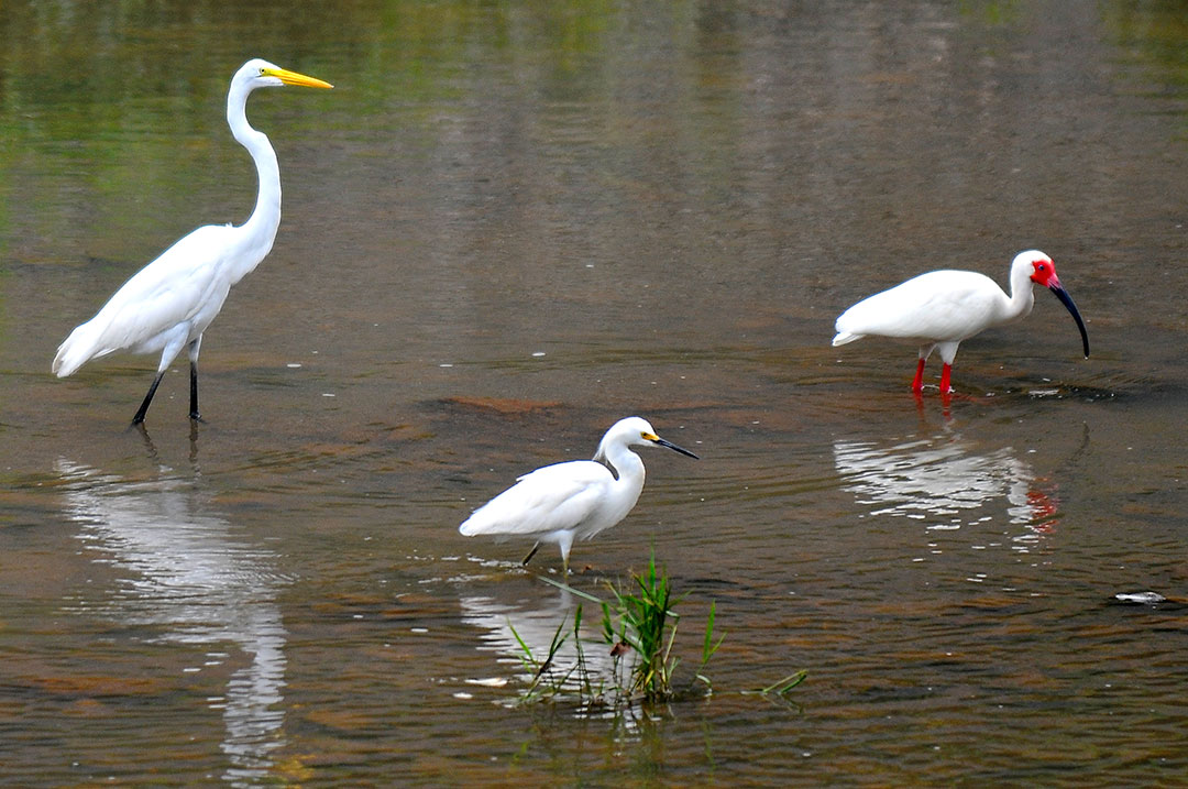 En las riberas, grupos de garzas y otras aves se dedican a buscar alimento, principalmente, insectos, crustáceos, peces, caracoles, anfibios y otros animalitos. En este grupo, vemos a la izquierda una esbelta garza blanca (Ardea alba), especie abundante, bastante grande hasta un metro de altura, de plumaje blanco y pico amarillo, suele acercarse a las áreas de operación del Canal y se adapta muy bien a sitios intervenidos por el hombre. Al centro de la foto, una versión más pequeña, es otra especie de garza más compacta llamada garceta nívea (Egretta thula). Al extremo derecho, comparten el agua del Canal con un ibis blanco de rostro y patas rojas (Eudocimus albus). Los ibis suelen andar en grupos con la cabeza baja revisando el agua y agitando el lodo con sus picos, lo mueven de lado a lado en busca de alimento utilizando el tacto. Estas tres especies y otras más conviven en hábitats de marismas fangosas poco profundas, manglares, y otras zonas de suelos saturados en el atlántico y el pacífico. 