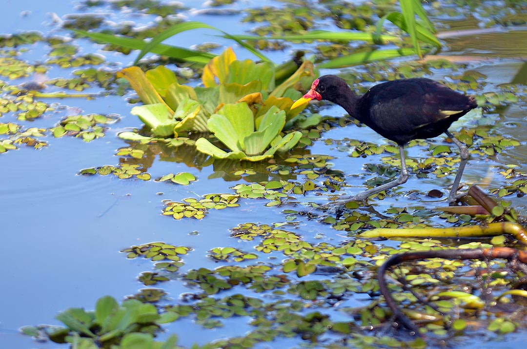 La conspicua y ruidosa jacana carunculada (Jacana jacana) es habitual en el río Chagres, y los lagos Gatún y Alhajuela. Su cuerpo es negro, pero cuando vuela exhibe sus alas amarillas. Tiene pico amarillo y algo de rojo en su rostro. Sus patas y dedos son tan largos que le permiten caminar sobre las lechugas de agua, salvinias y jacintos de agua en busca de bichitos.