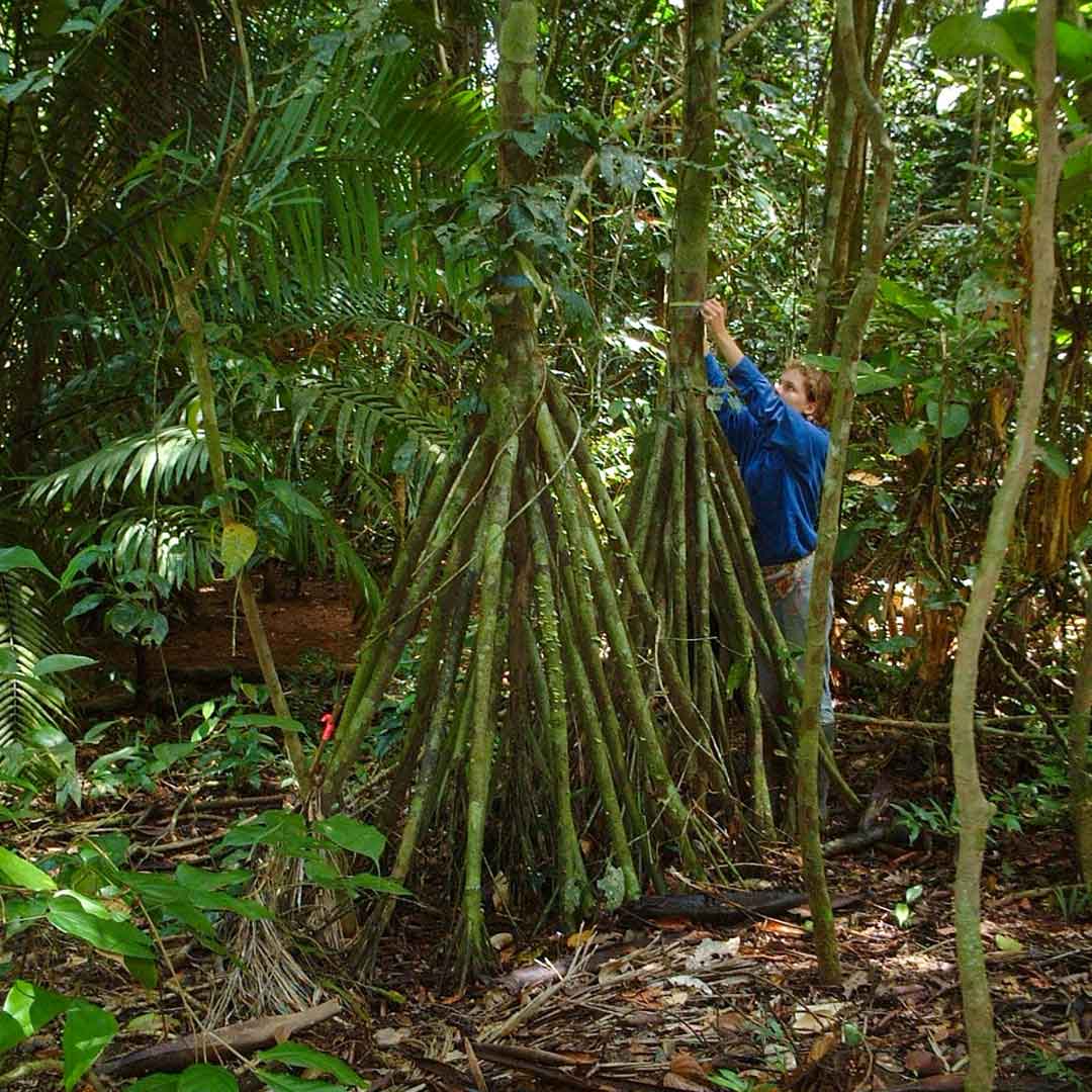 La entonces estudiante de la Universidad de Cambridge, Laura Sutcliffe, tomando medidas de la palmera que camina (Socratea exorrhiza). Crédito: Emma Sayer, Universidad de Ulm