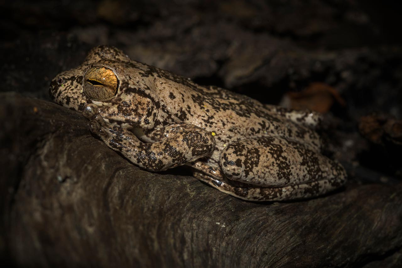 El cambio climático es uno de los principales impulsores de la pérdida de biodiversidad. A la destrucción de ecosistemas y las pérdidas asociadas podrían atribuírsele la liberación de grandes cantidades de carbono almacenado, contribuyendo así con las emisiones de GEI.