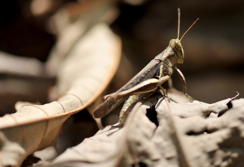 Grillos y saltamontes de los herbazales canaleros