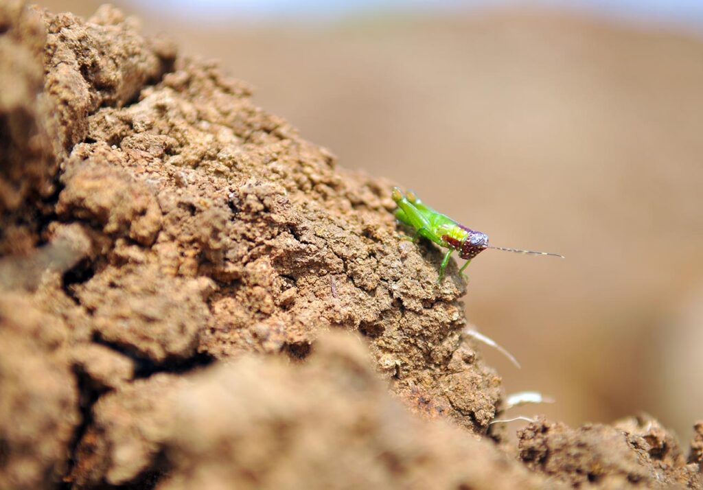 Grillos y saltamontes de los herbazales canaleros