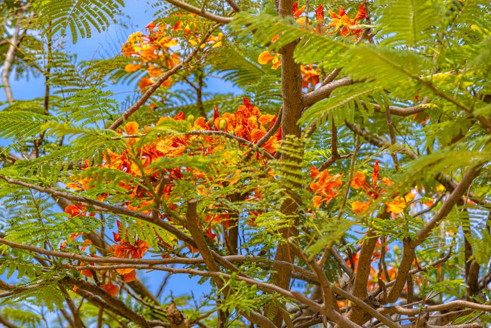 Las flores del flamboyán atraen a varias especies de aves, especialmente colibríes, que se alimentan del néctar y ayudan en la polinización.