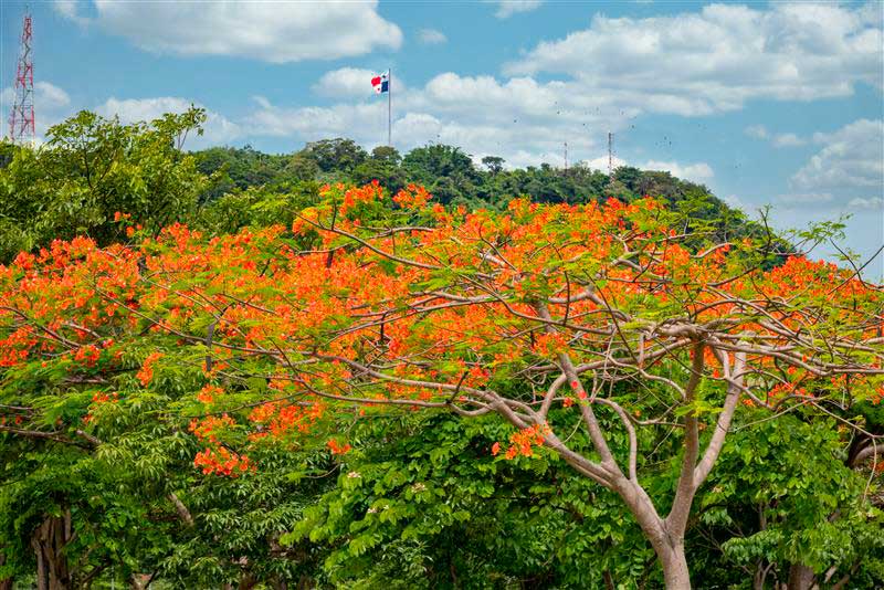 El flamboyán es nativo de Madagascar, pero se ha cultivado en regiones tropicales y subtropicales de todo el mundo.